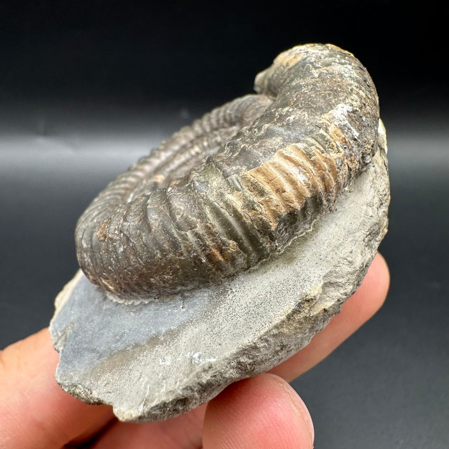 Dactylioceras Ammonite Fossil With Box And Stand - Whitby, North Yorkshire Jurassic Coast Yorkshire Fossils