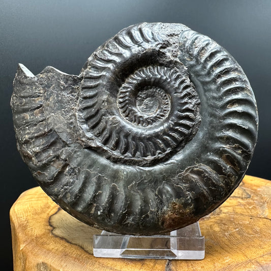 Hildoceras lusitanicum Ammonite fossil with stand - Whitby, North Yorkshire, Jurassic Coast, Yorkshire Fossils from the Jurassic Coast