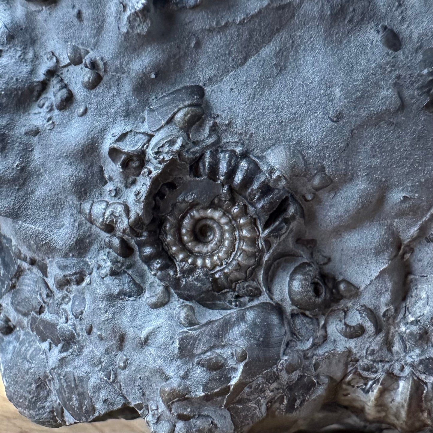 Gagaticeras Ammonite fossil with box and stand - Whitby, North Yorkshire Jurassic Coast Yorkshire Fossils