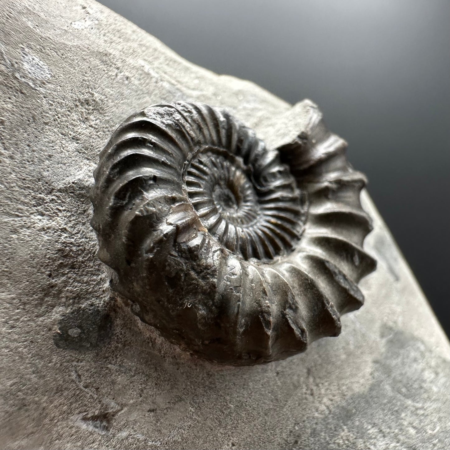 Oistoceras figulinum ammonite fossil with box and stand - Whitby, North Yorkshire Jurassic Coast Yorkshire Fossils