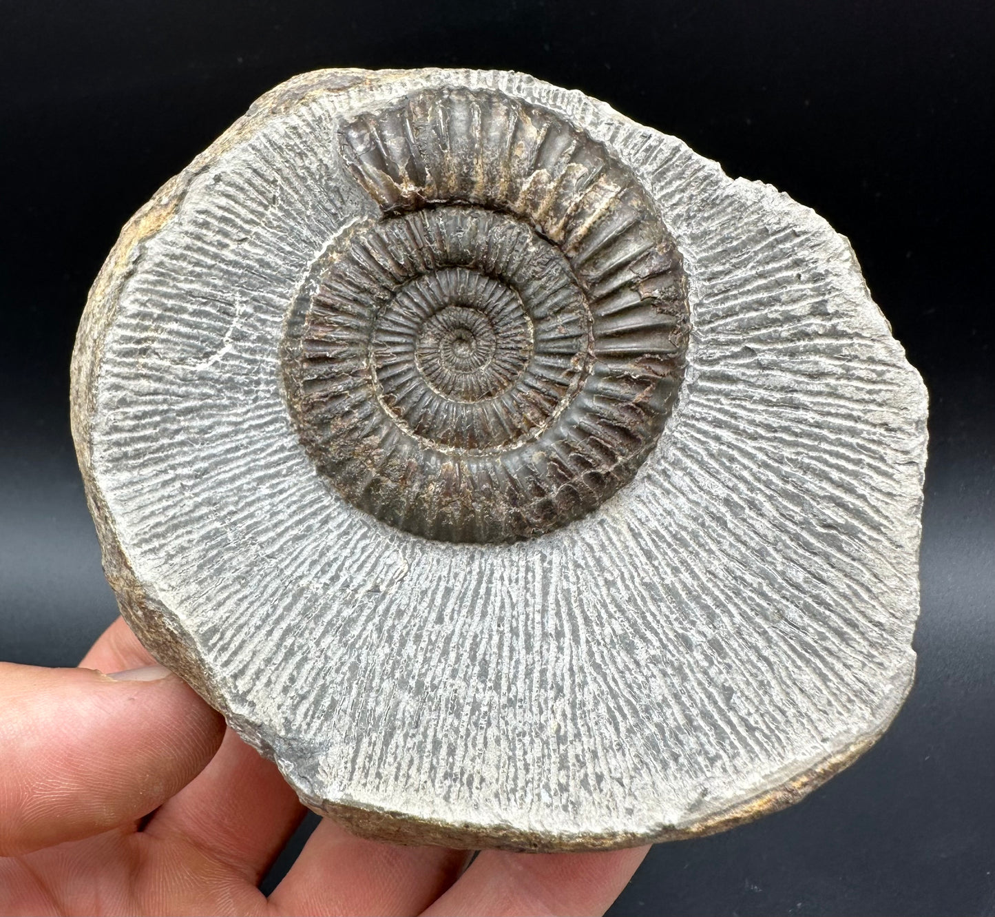 Dactylioceras Ammonite Fossil With box and Stand - Whitby, North Yorkshire Jurassic Coast Yorkshire Fossils