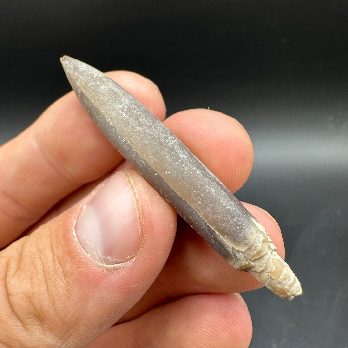 Hibolite (Fossil Squid) shell fossil with box and stand - Whitby, North Yorkshire Jurassic Coast Yorkshire Fossils