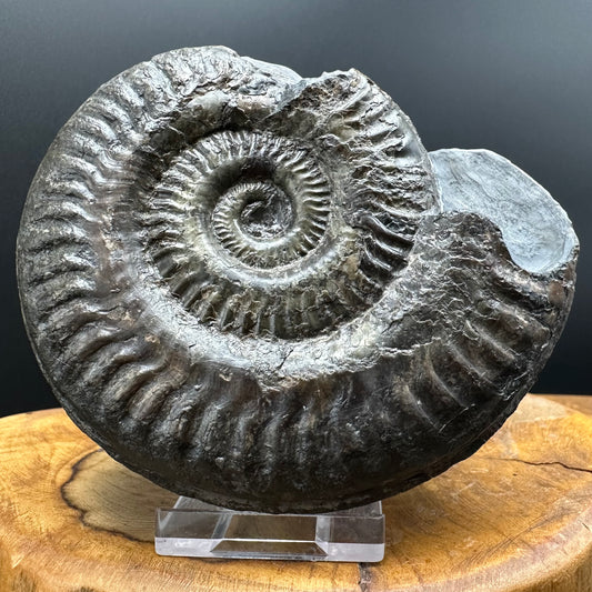 Hildoceras lusitanicum Ammonite fossil with stand - Whitby, North Yorkshire, Jurassic Coast, Yorkshire Fossils from the Jurassic Coast