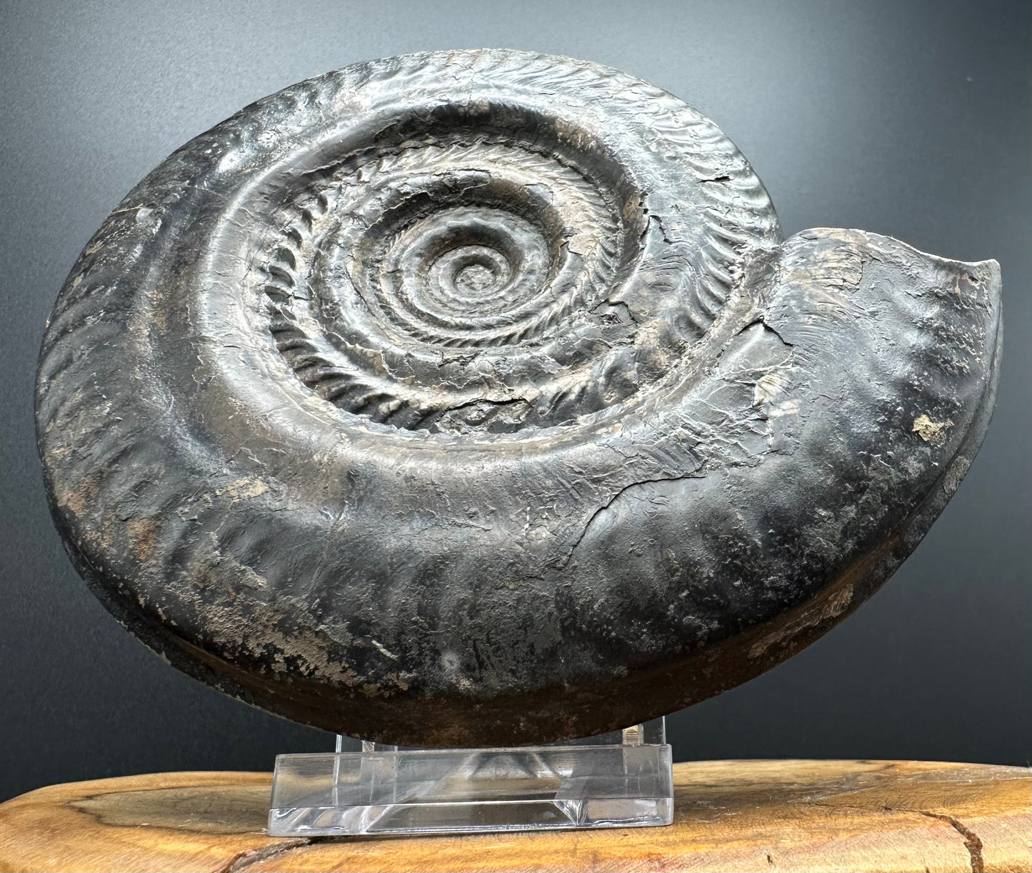 Hildoceras Bifrons Ammonite fossil with stand - Whitby, North Yorkshire Jurassic Coast, Yorkshire Fossils from the Jurassic Coast