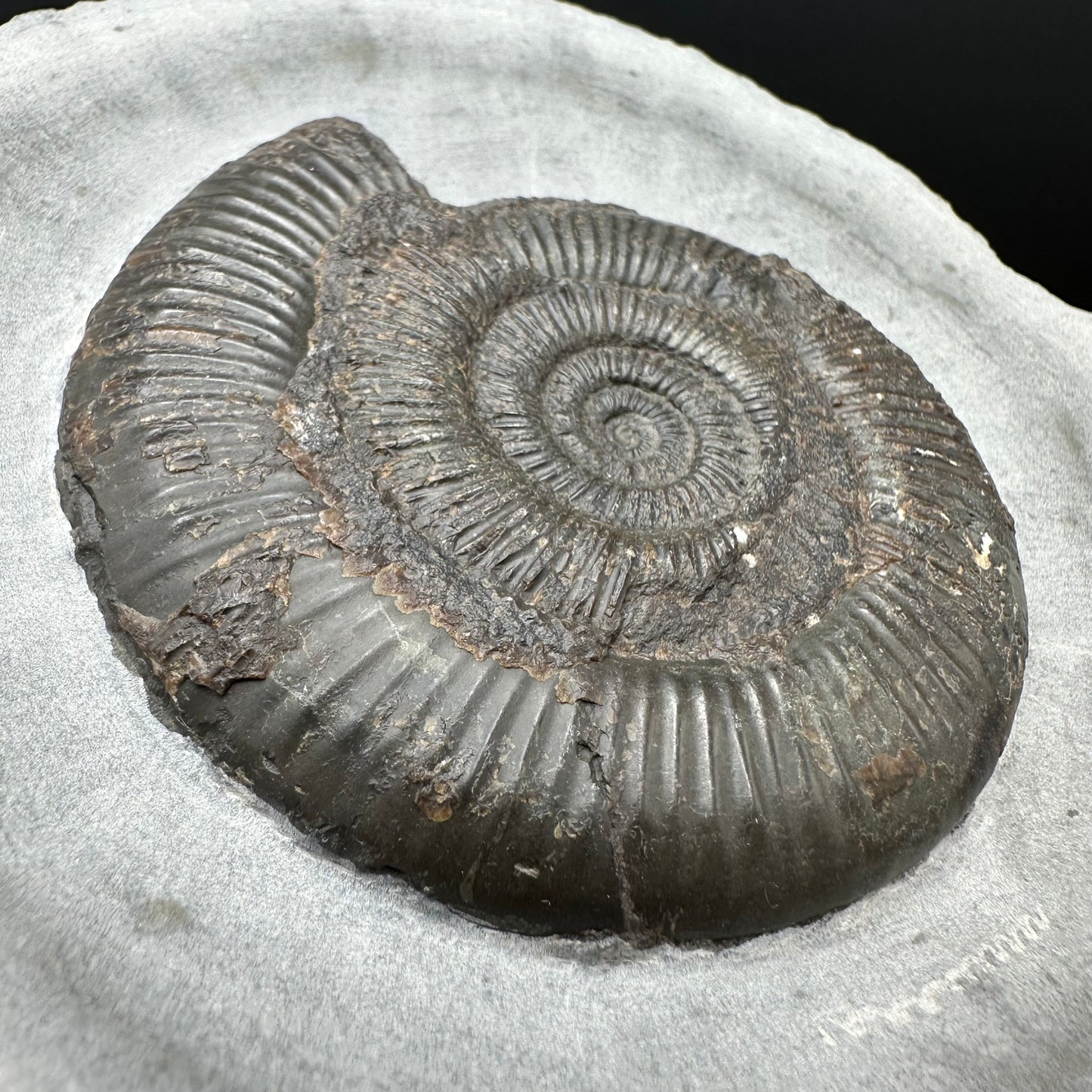 Dactylioceras semicelatum Ammonite fossil with stand - Whitby, North Yorkshire Jurassic Coast Yorkshire Fossils