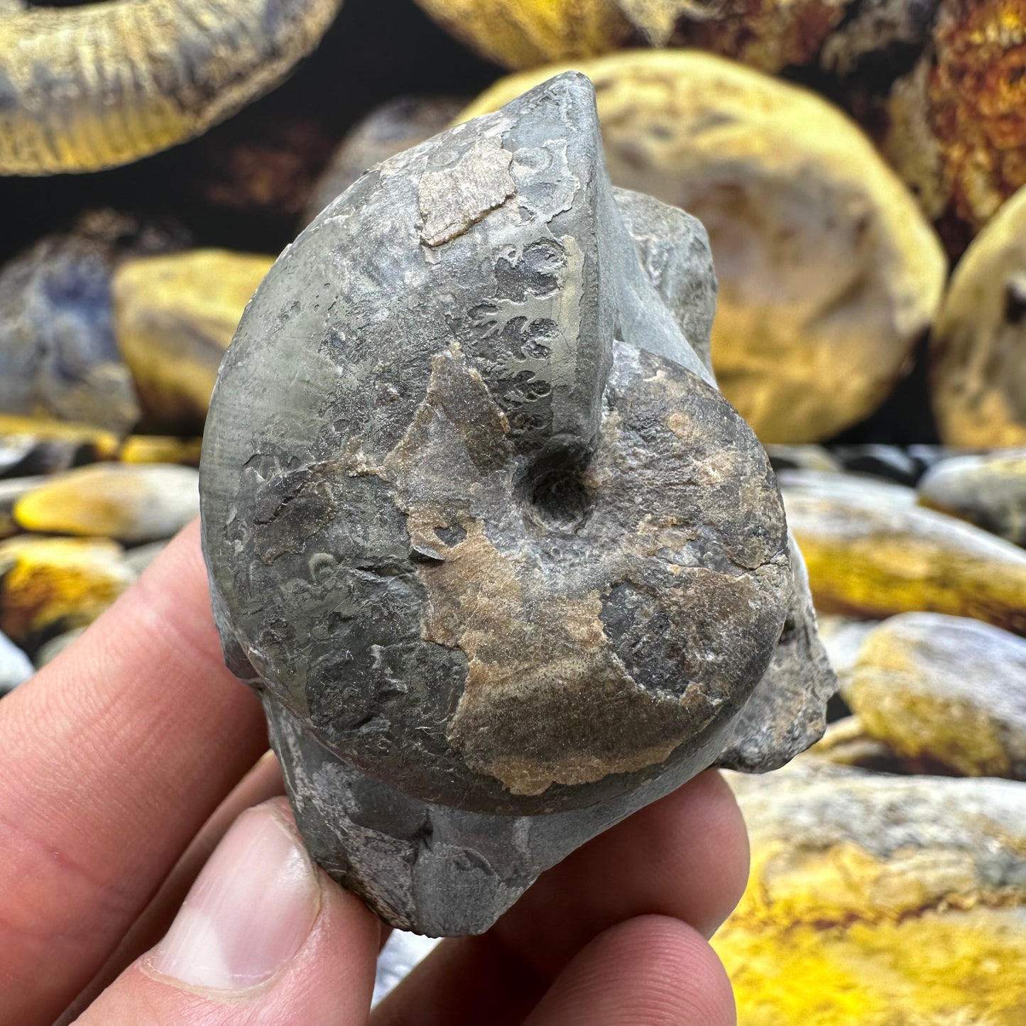 Phylloceras ammonite fossil - Whitby, North Yorkshire Jurassic Coast, Yorkshire fossils