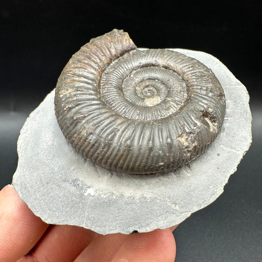 Peronoceras turriculatum Ammonite fossil with box and stand - Whitby, North Yorkshire Jurassic Coast, Yorkshire fossils