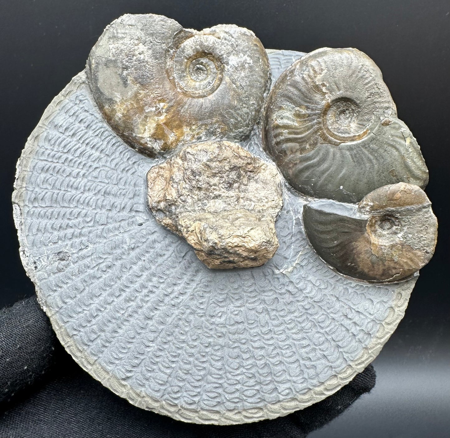 Eleganticeras Elegantulum ammonite / Coprolite fossil with box and stand - Whitby, North Yorkshire Jurassic Coast, Yorkshire Fossils