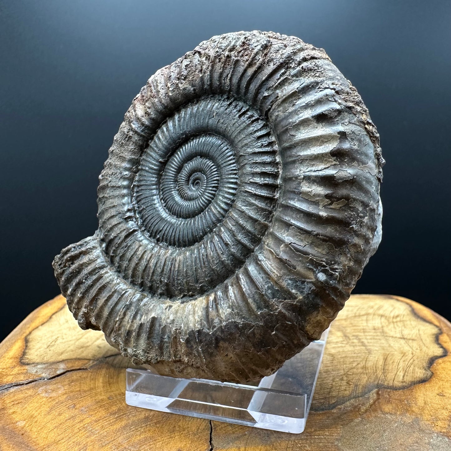 Dactylioceras Ammonite Fossil With box and Stand - Whitby, North Yorkshire Jurassic Coast Yorkshire Fossils