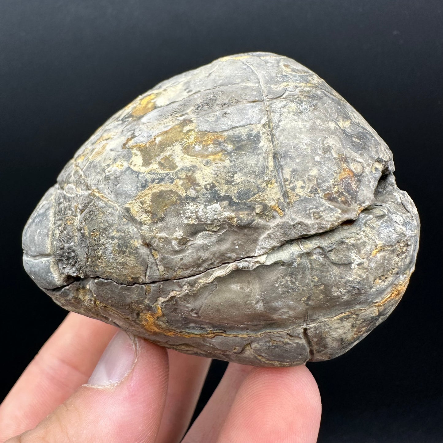 Dactylioceras Ammonite nodule (split pair) Fossil With Box And Stand - Whitby, North Yorkshire Jurassic Coast Yorkshire Fossils