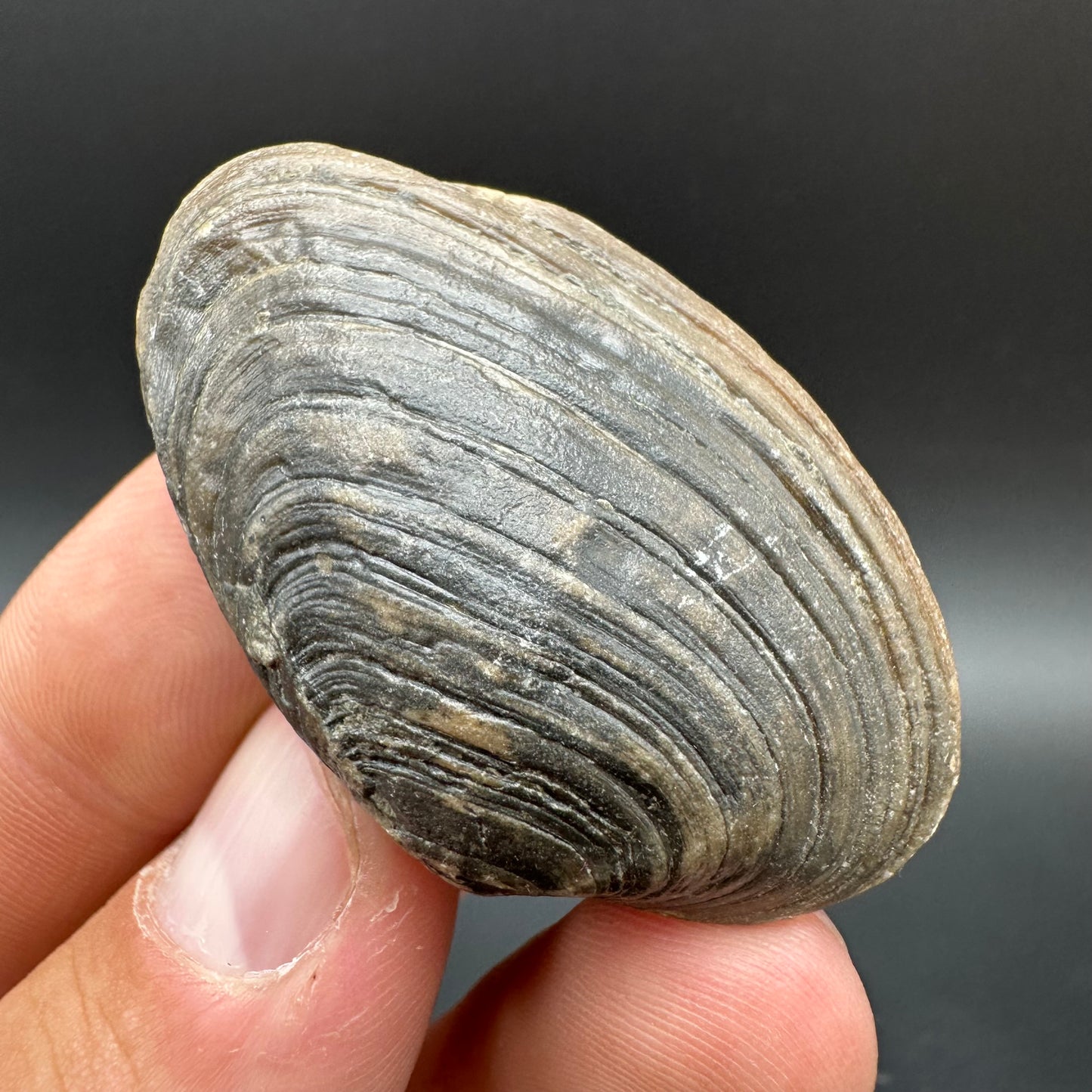 Shell fossil with box and stand - Whitby, North Yorkshire, Jurassic Coast, Yorkshire Fossils