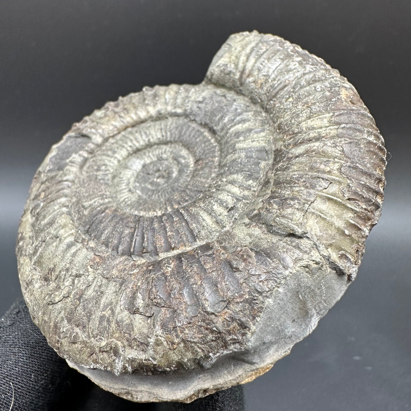 Dactylioceras Ammonite Fossil With Box And Stand - Whitby, North Yorkshire Jurassic Coast Yorkshire Fossils