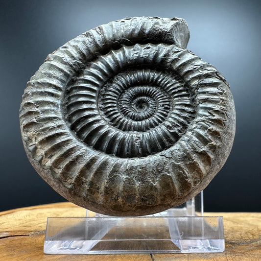 Dactylioceras Ammonite Fossil With box and Stand - Whitby, North Yorkshire Jurassic Coast Yorkshire Fossils