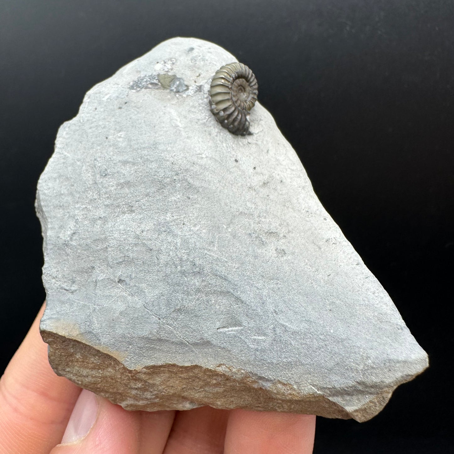 Promicroceras Ammonite shell fossil with box and stand - Whitby, North Yorkshire Jurassic Coast Yorkshire Fossils
