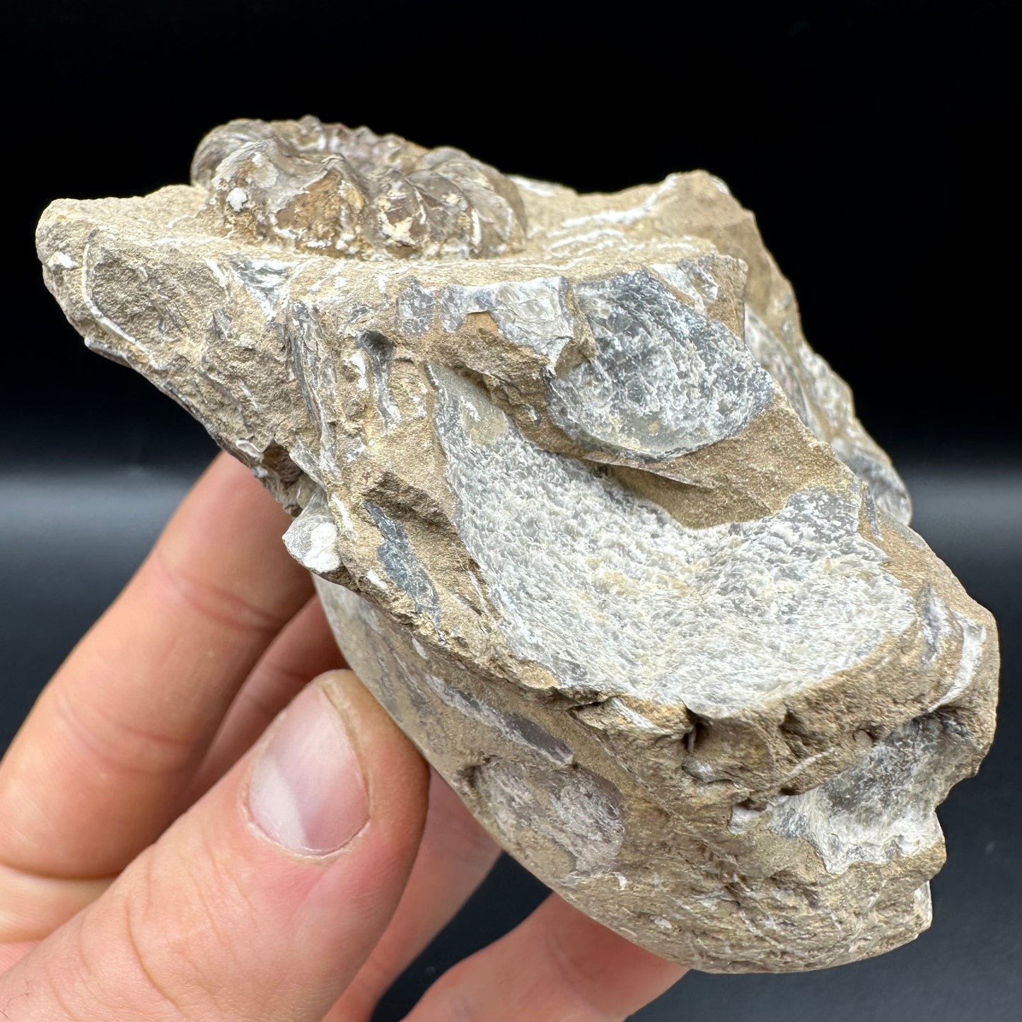 Androgynoceras capricornus Ammonite fossil with box and stand - Whitby, North Yorkshire Jurassic Coast Yorkshire Fossils