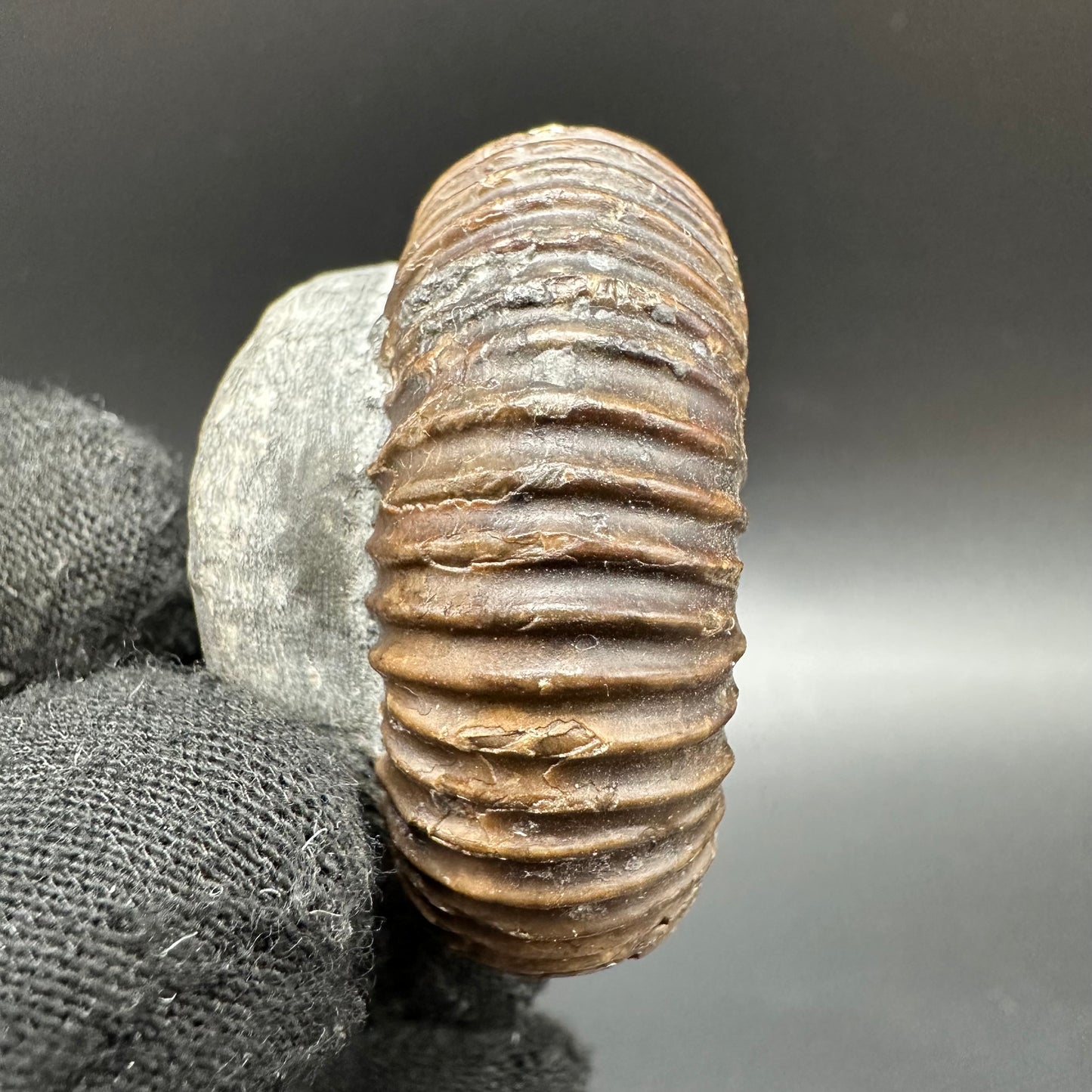 Catacoeloceras Sp. ammonite fossil with box and stand- Whitby, North Yorkshire Jurassic Coast Yorkshire Fossils