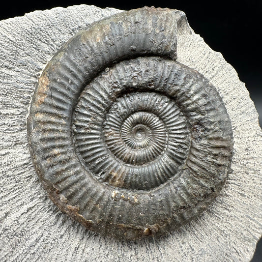 Dactylioceras Ammonite Fossil With Box And Stand - Whitby, North Yorkshire Jurassic Coast Yorkshire Fossils