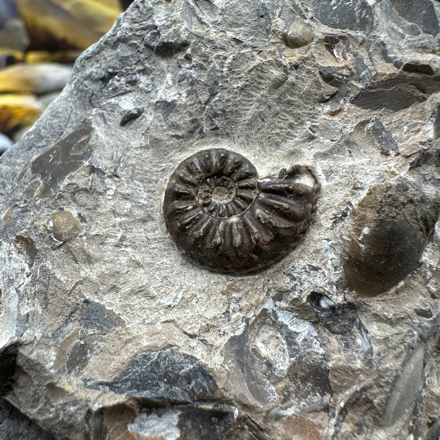 Amaltheus subnodosus ammonite fossil - Whitby, North Yorkshire Jurassic Coast, Yorkshire Fossils
