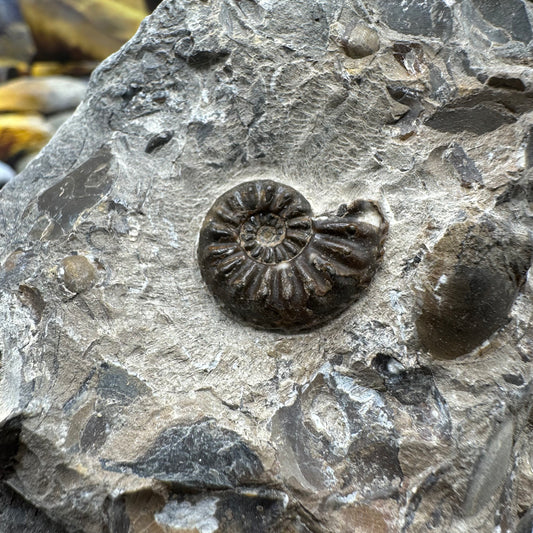 Amaltheus subnodosus ammonite fossil - Whitby, North Yorkshire Jurassic Coast, Yorkshire Fossils