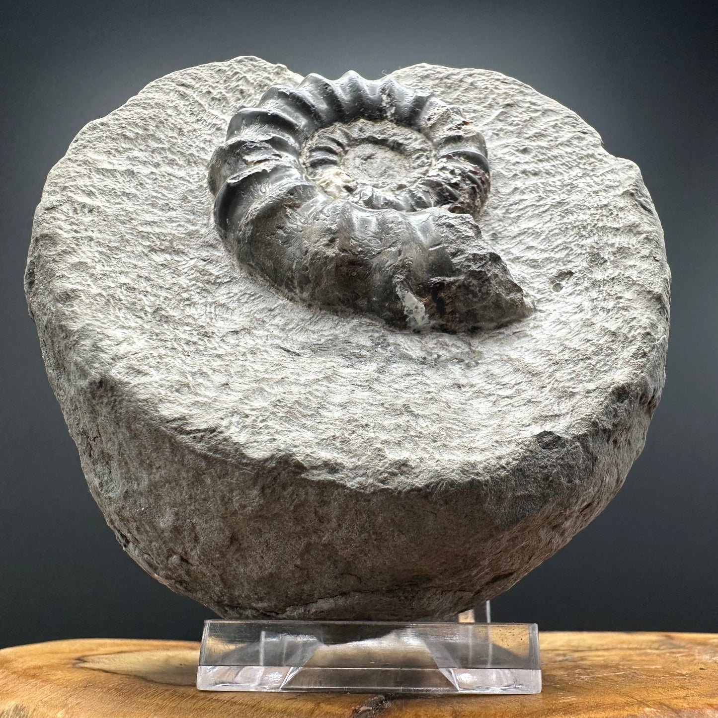 Androgynoceras maculatum ammonite fossil with box and stand - Whitby, North Yorkshire Jurassic Coast Yorkshire Fossils