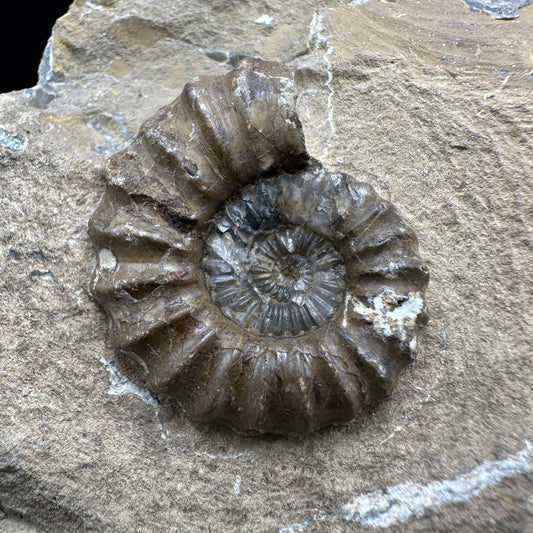 Androgynoceras capricornus Ammonite fossil - Whitby, North Yorkshire Jurassic Coast Yorkshire Fossils