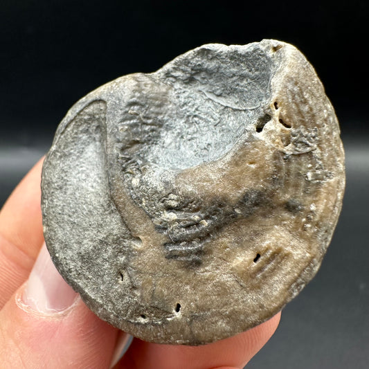 Gastropod Shell Fossil With Box And Stand - Whitby, North Yorkshire, Jurassic Coast, Yorkshire Fossils