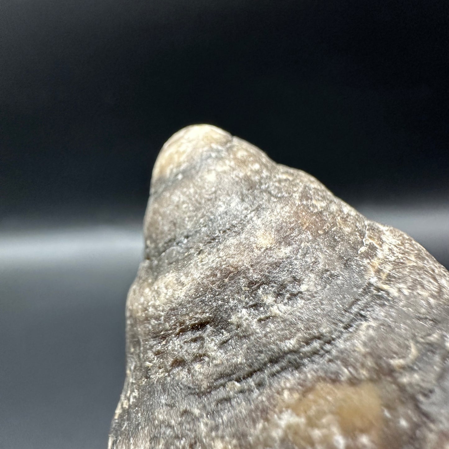 Gastropod Shell Fossil With Box And Stand - Whitby, North Yorkshire, Jurassic Coast, Yorkshire Fossils