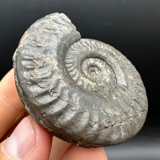 Hildoceras Bifrons Ammonite fossil with stand - Whitby, North Yorkshire Jurassic Coast, Yorkshire Fossils from the Jurassic Coast