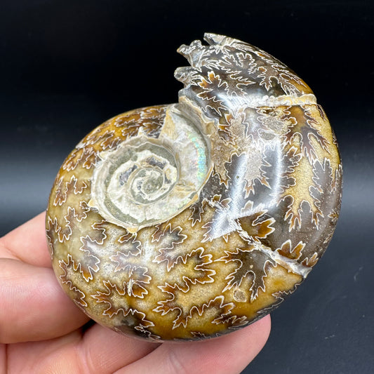 Puzosia Ammonite Fossil With Box And Stand - Cretaceous Ammonite Madagascar