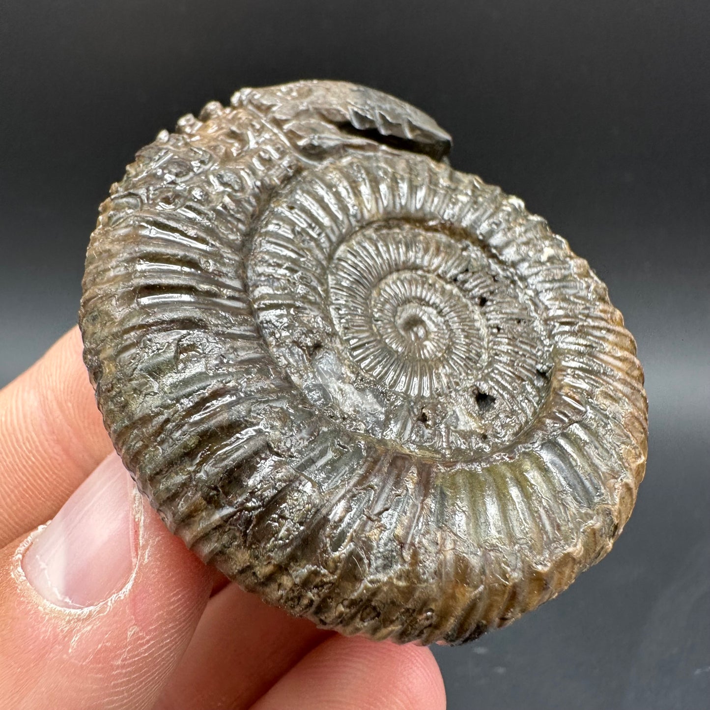 Snakestone Ammonite Fossil With Bag/Box And Stand - Whitby, North Yorkshire Jurassic Coast Yorkshire Fossils