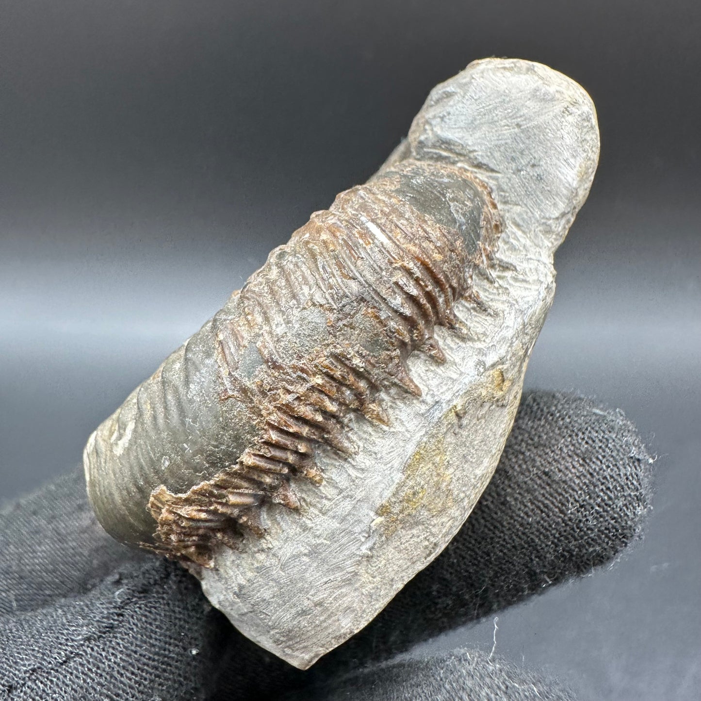 Peronoceras fibulatum Ammonite fossil with box and stand - Whitby, North Yorkshire Jurassic Coast Yorkshire Fossils