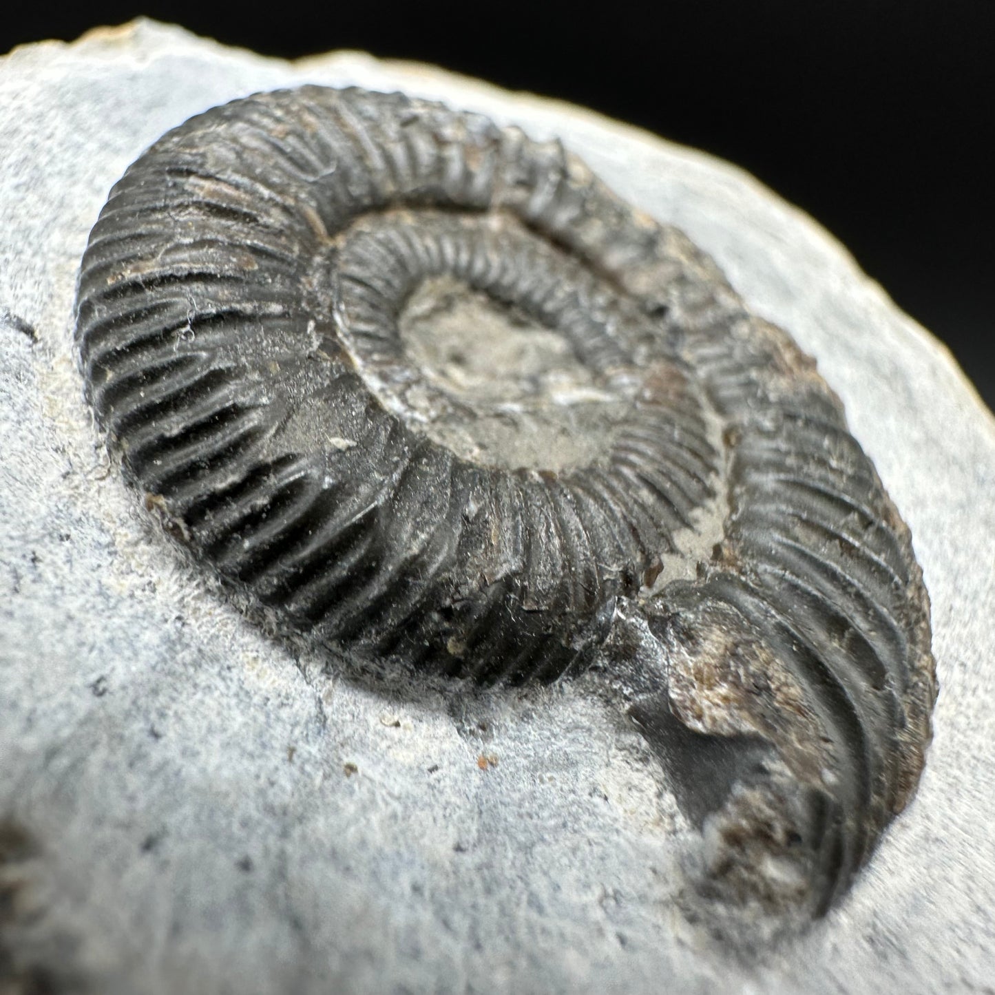 Dactylioceras Ammonite Fossil With Box And Stand - Whitby, North Yorkshire Jurassic Coast Yorkshire Fossils