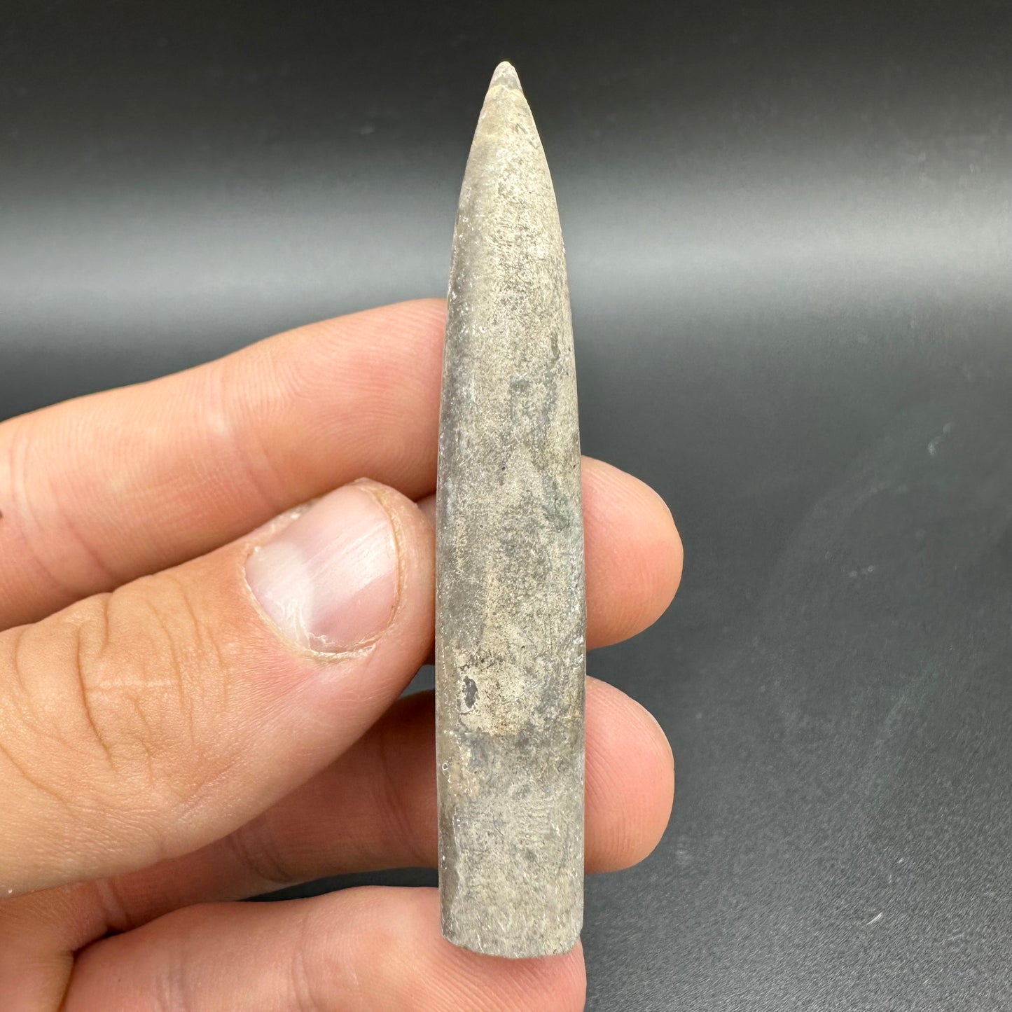 Belemnite (Fossil Squid) shell fossil - Whitby, North Yorkshire Jurassic Coast Yorkshire Fossils