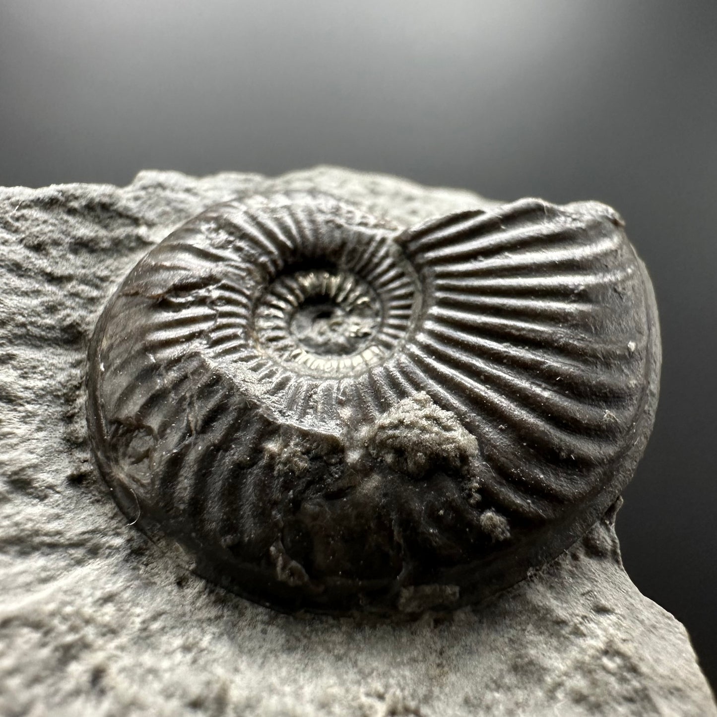Eparietites Sp. Ammonite fossil with box and stand - Whitby, North Yorkshire Jurassic Coast Yorkshire Fossils
