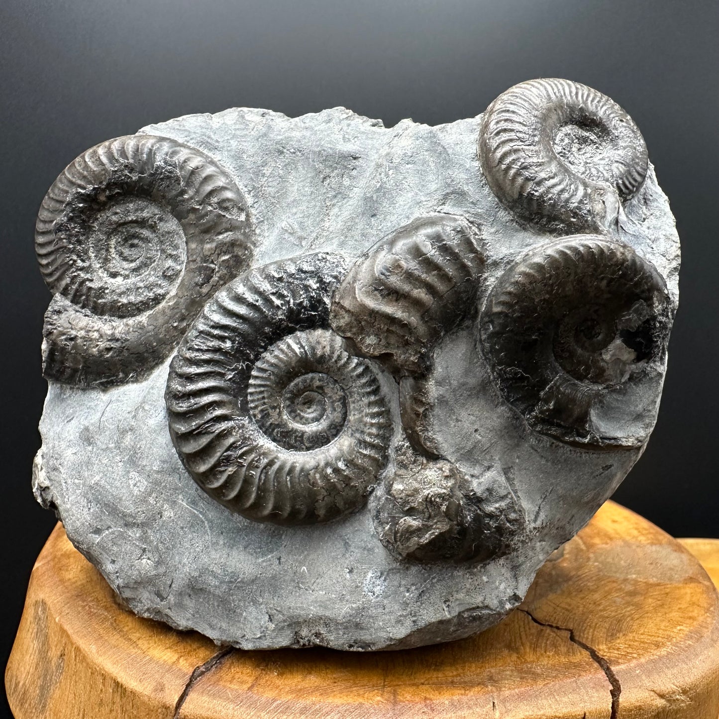 Grammoceras thoaurense Ammonite shell fossil with box and stand - Whitby, North Yorkshire, Yorkshire Fossils from the Jurassic Coast