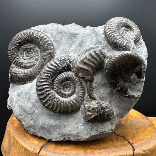 Grammoceras thoaurense Ammonite shell fossil with box and stand - Whitby, North Yorkshire, Yorkshire Fossils from the Jurassic Coast