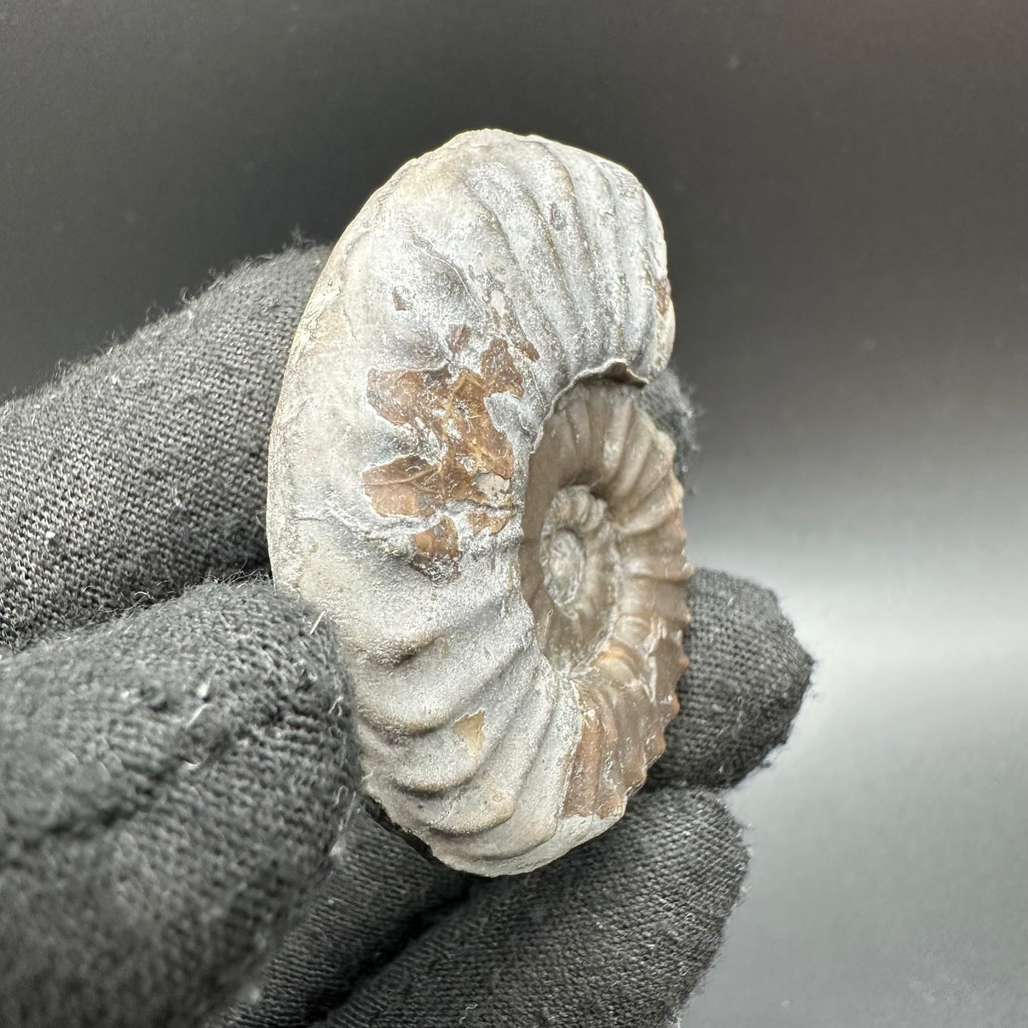 Agassiceras shell fossil with box and stand - Whitby, North Yorkshire Jurassic Coast Yorkshire Fossils