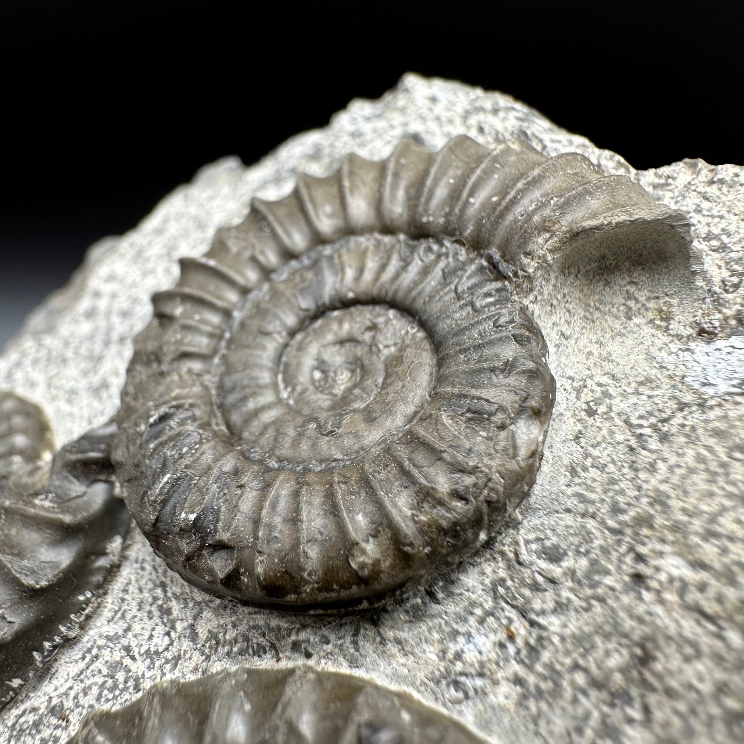 Arnioceras ammonite shell fossil with box and stand - Whitby, North Yorkshire Jurassic Coast Yorkshire Fossils