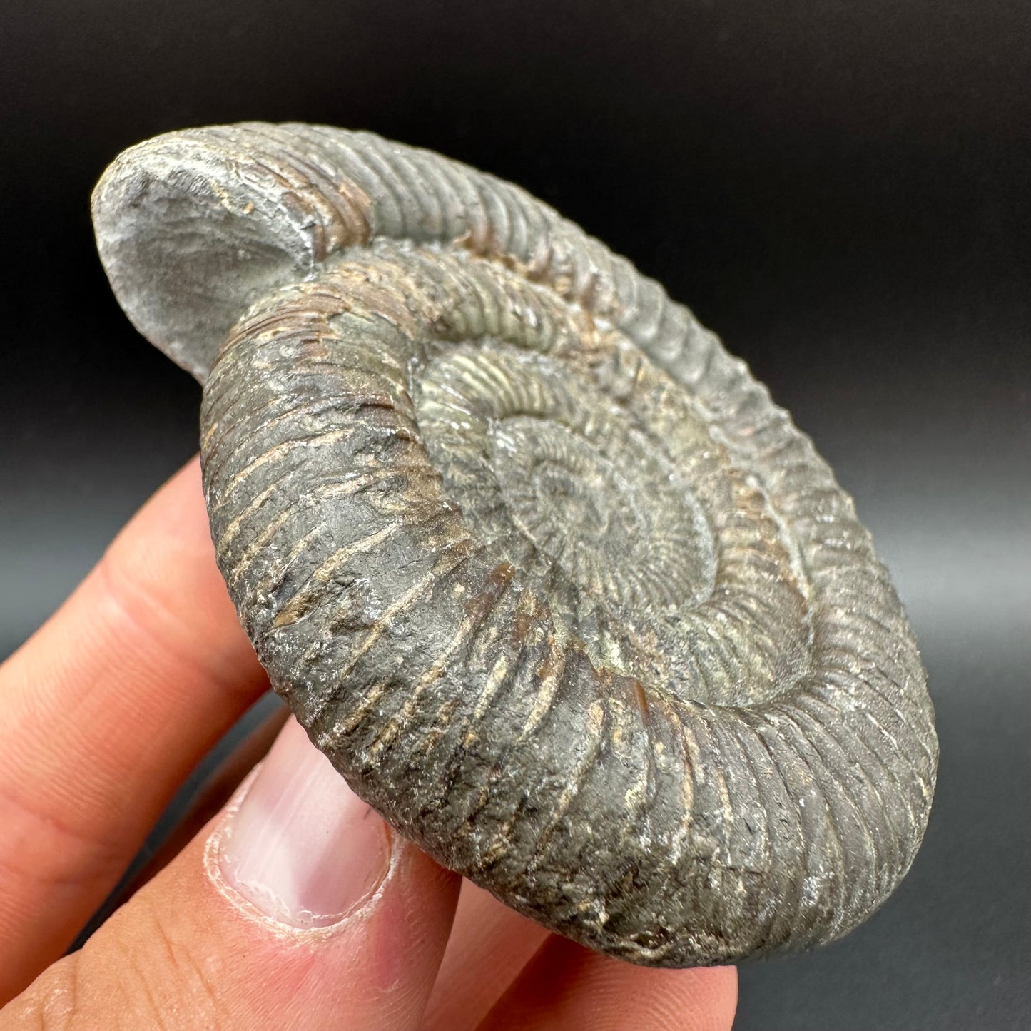 Dactylioceras Ammonite Fossil With Box And Stand - Whitby, North Yorkshire Jurassic Coast Yorkshire Fossils