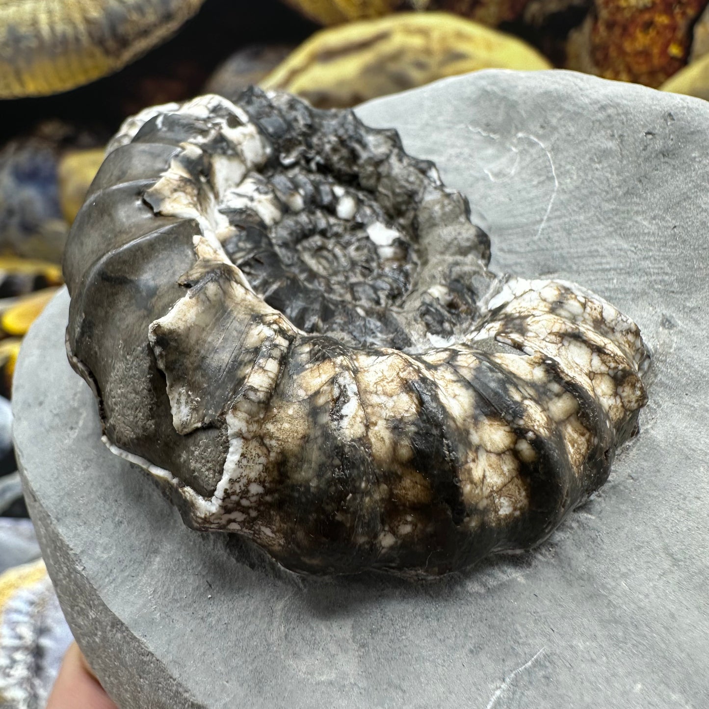 Androgynoceras maculatum ammonite fossil - Whitby, North Yorkshire Jurassic Coast Yorkshire Fossils