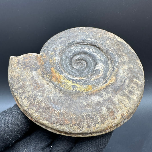 Hildoceras Bifrons Ammonite fossil with box and stand - Whitby, North Yorkshire Jurassic Coast, Yorkshire Fossils from the Jurassic Coast