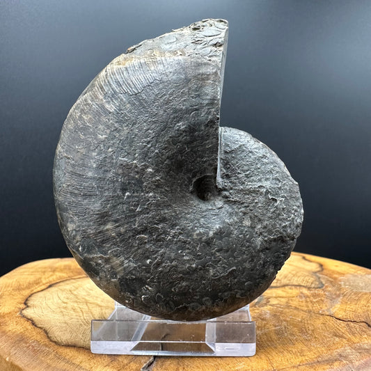 Phylloceras ammonite fossil with box and stand - Whitby, North Yorkshire Jurassic Coast, Yorkshire fossils