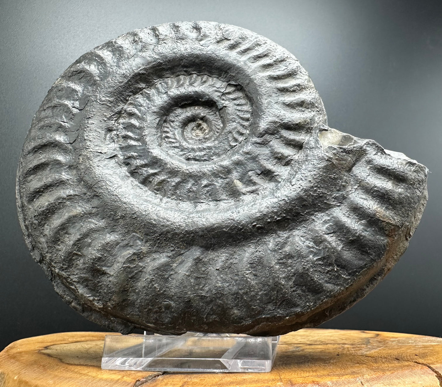 Hildoceras lusitanicum Ammonite fossil with stand - Whitby, North Yorkshire, Jurassic Coast, Yorkshire Fossils from the Jurassic Coast
