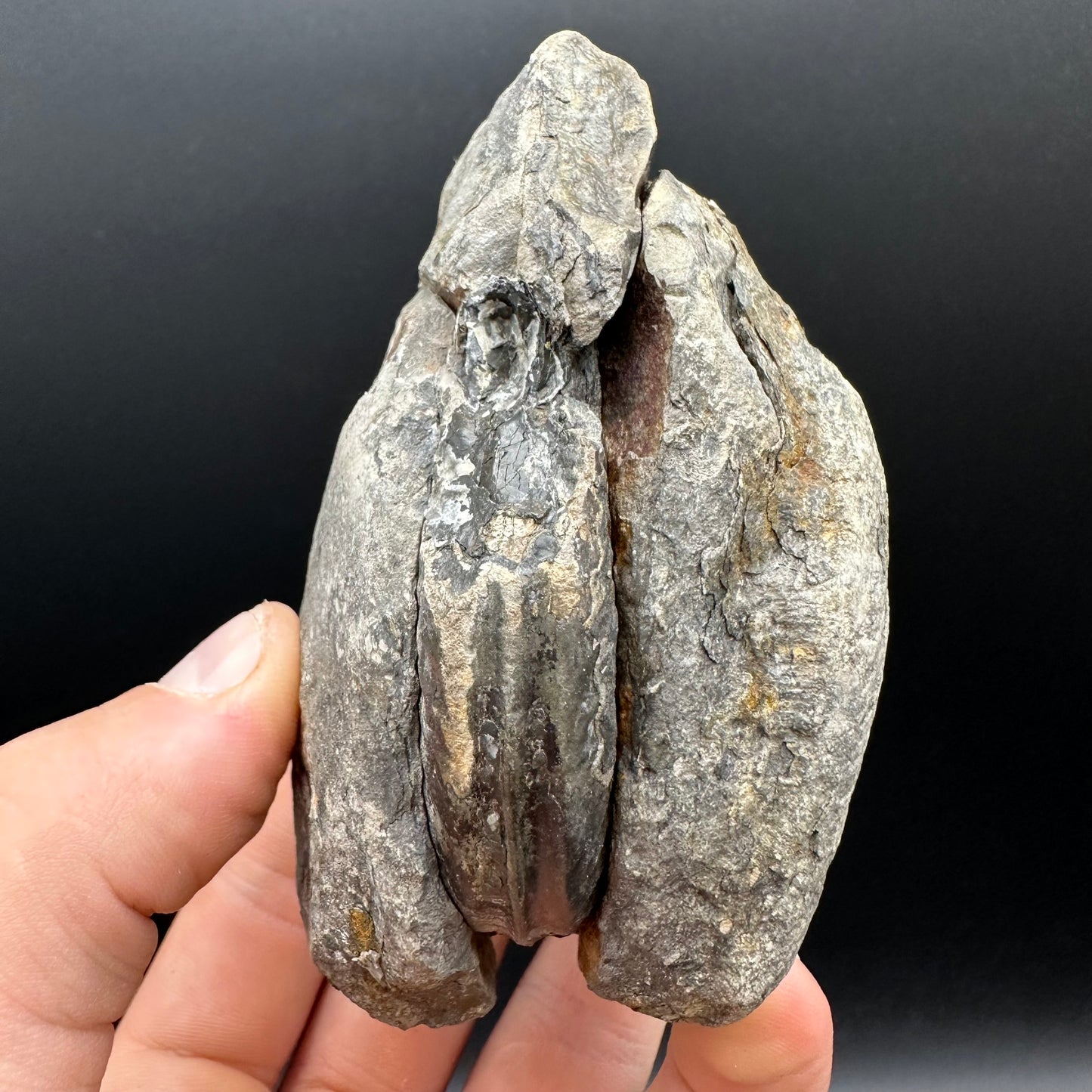 Hildoceras bifrons Ammonite Nodule (split pair) Fossil With Box And Stand - Whitby, North Yorkshire Jurassic Coast Yorkshire Fossils