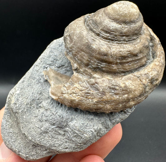 Gastropod Shell Fossil With Box And Stand - Whitby, North Yorkshire, Jurassic Coast, Yorkshire Fossils