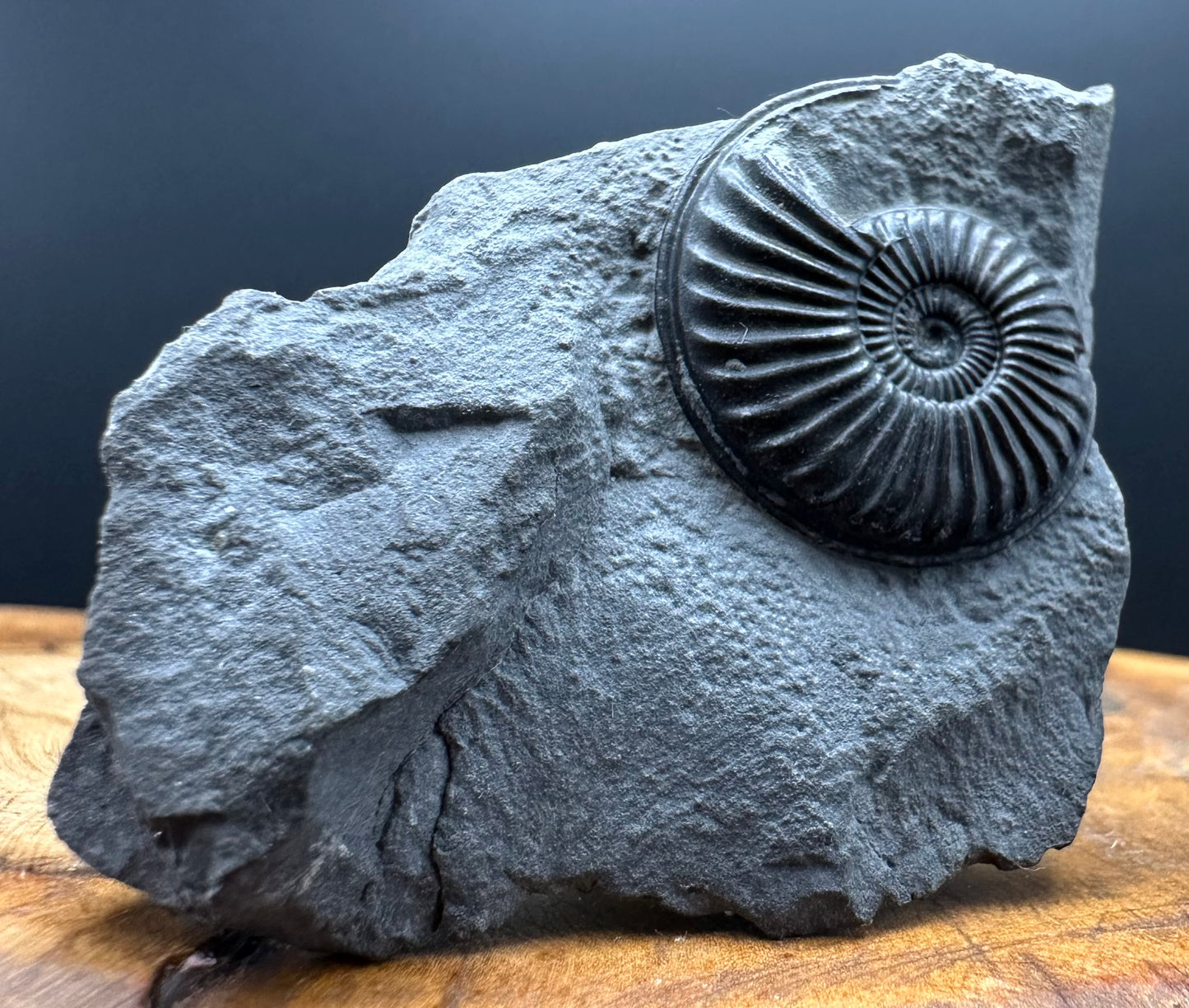 Eparietites Sp. Ammonite fossil with box and stand - Whitby, North Yorkshire Jurassic Coast Yorkshire Fossils