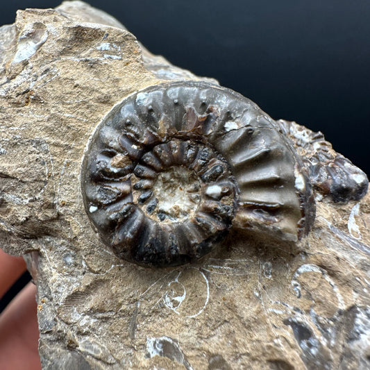 Amaltheus subnodosus Ammonite fossil with stand - Whitby, North Yorkshire Jurassic Coast Yorkshire Fossils