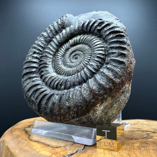 Golden Dactylioceras Ammonite Fossil With box and Stand - Whitby, North Yorkshire Jurassic Coast Yorkshire Fossils
