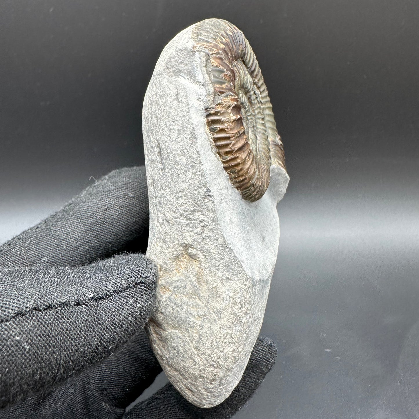 Dactylioceras Ammonite Fossil With Box And Stand - Whitby, North Yorkshire Jurassic Coast Yorkshire Fossils