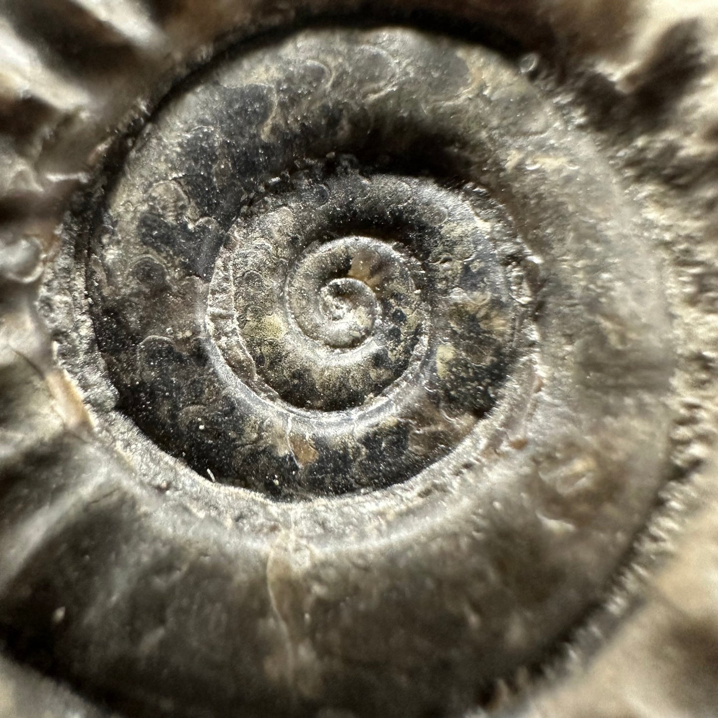 Arnioceras ammonite shell fossil with box and stand - Whitby, North Yorkshire Jurassic Coast Yorkshire Fossils